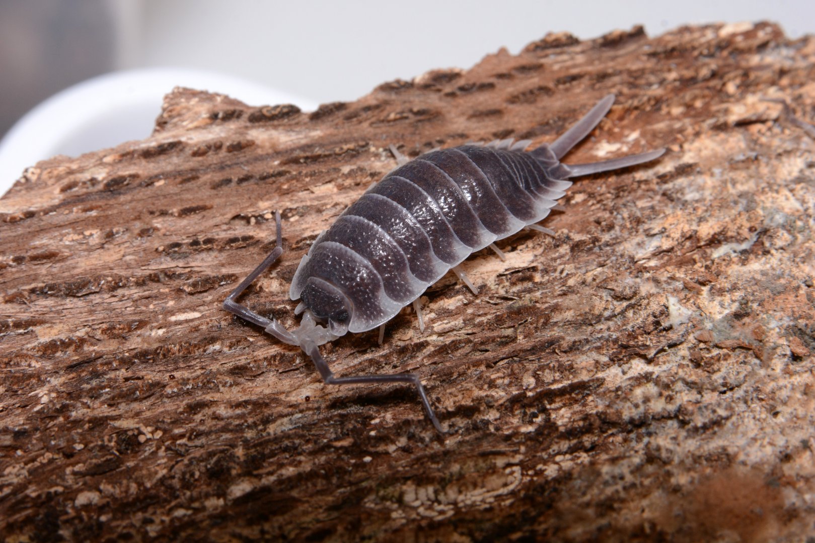 Titan isopod (Porcellio hoffmannseggi)