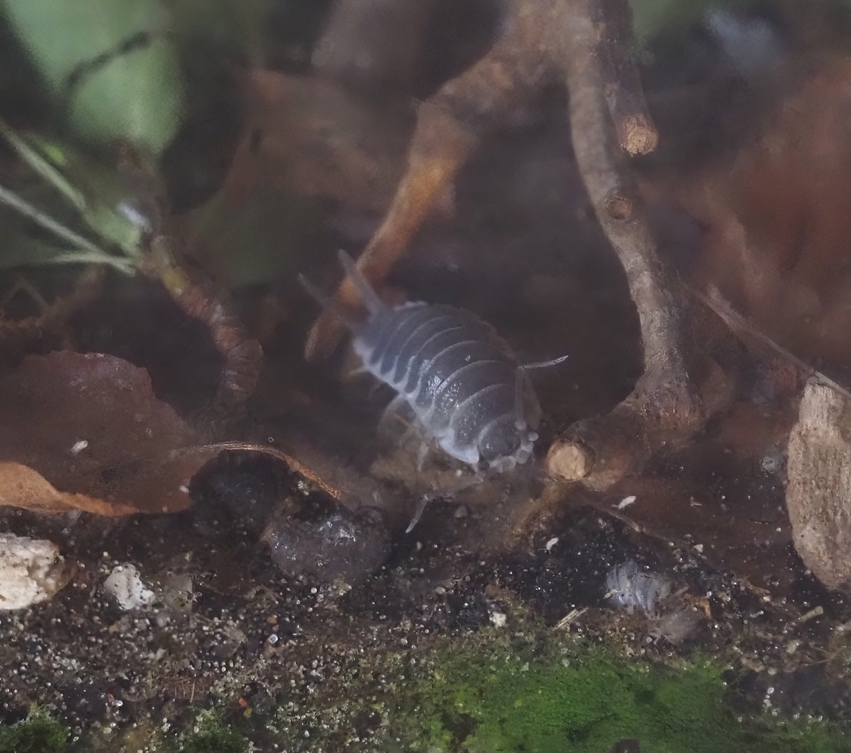 Titan isopod (Porcellio hoffmannseggii), 2025-05-22