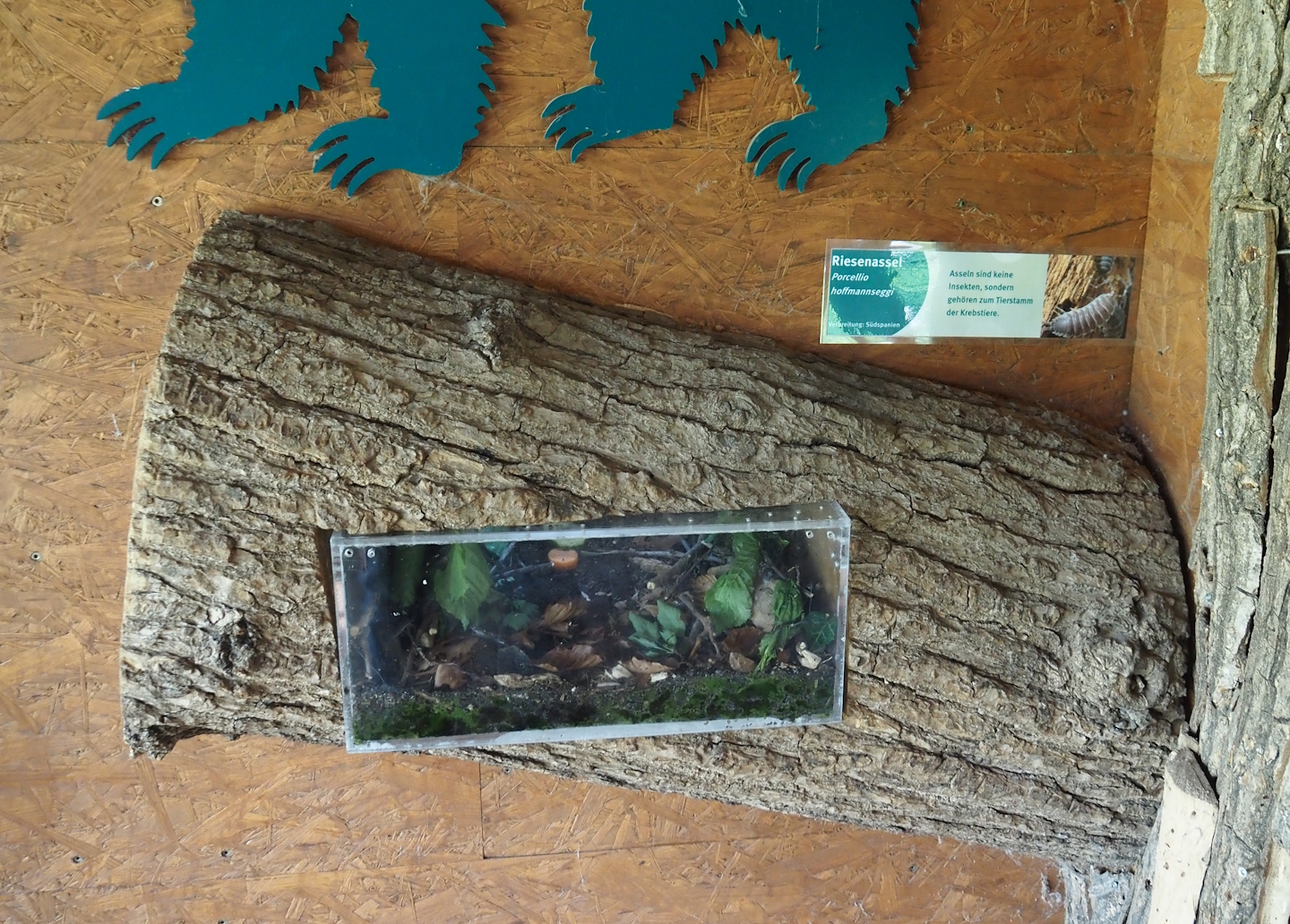 Titan isopod terrarium, 2025-05-22