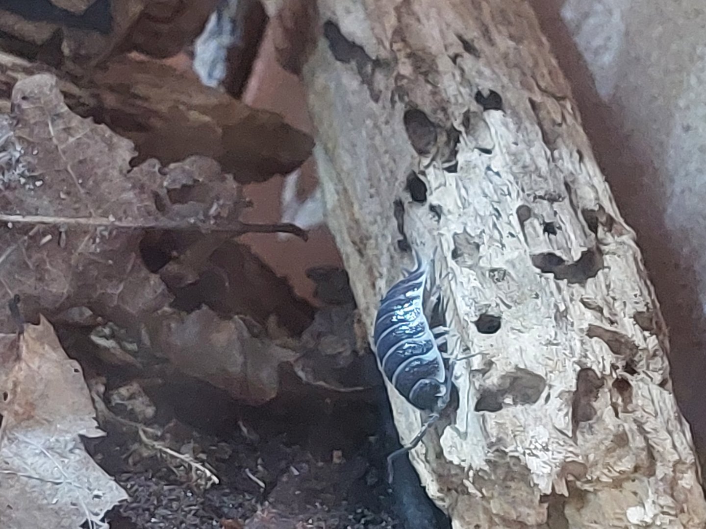 Titan isopods (Porcellio hoffmanseggi)
