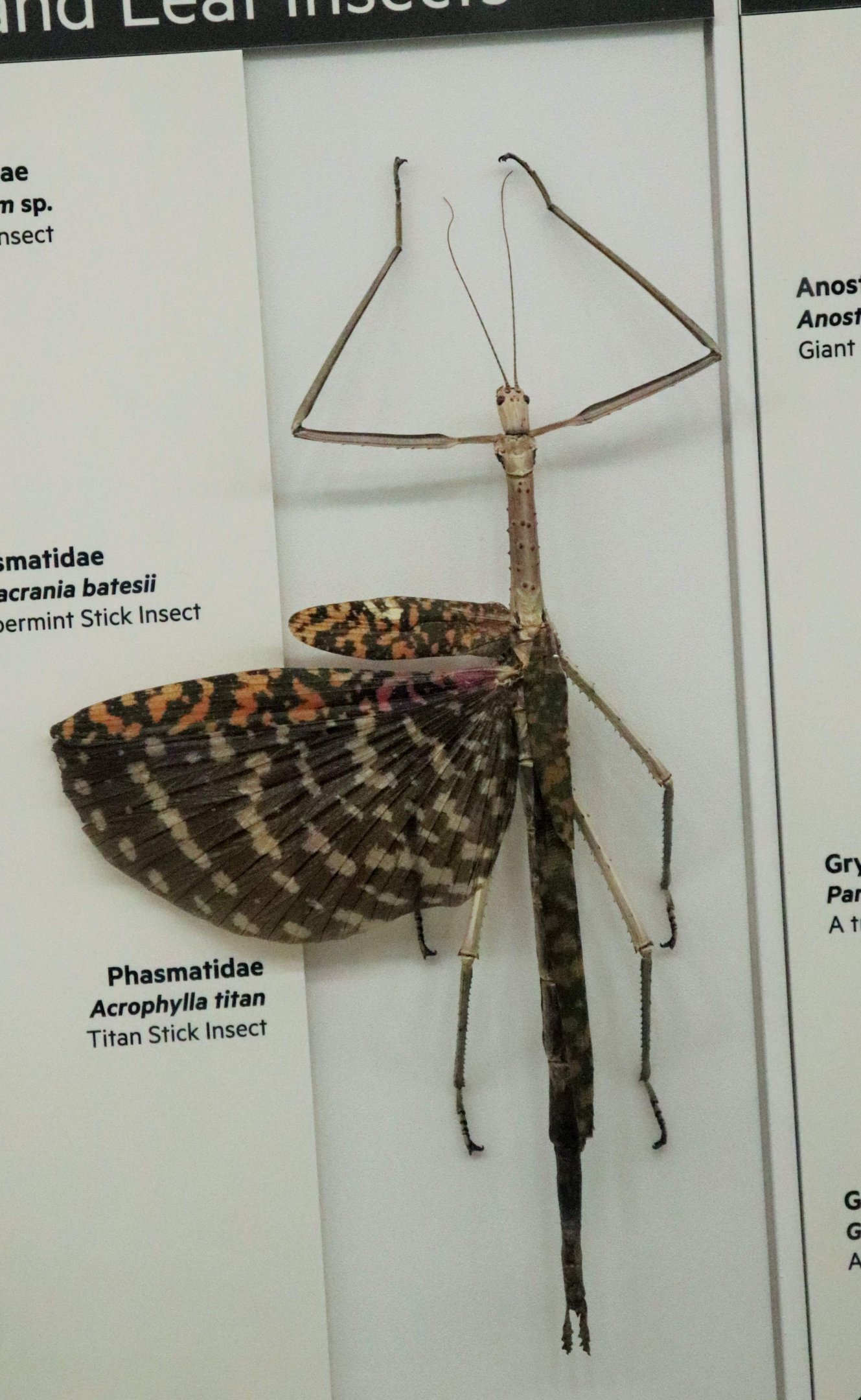 Titan Stick Insect (Acrophylla titan)