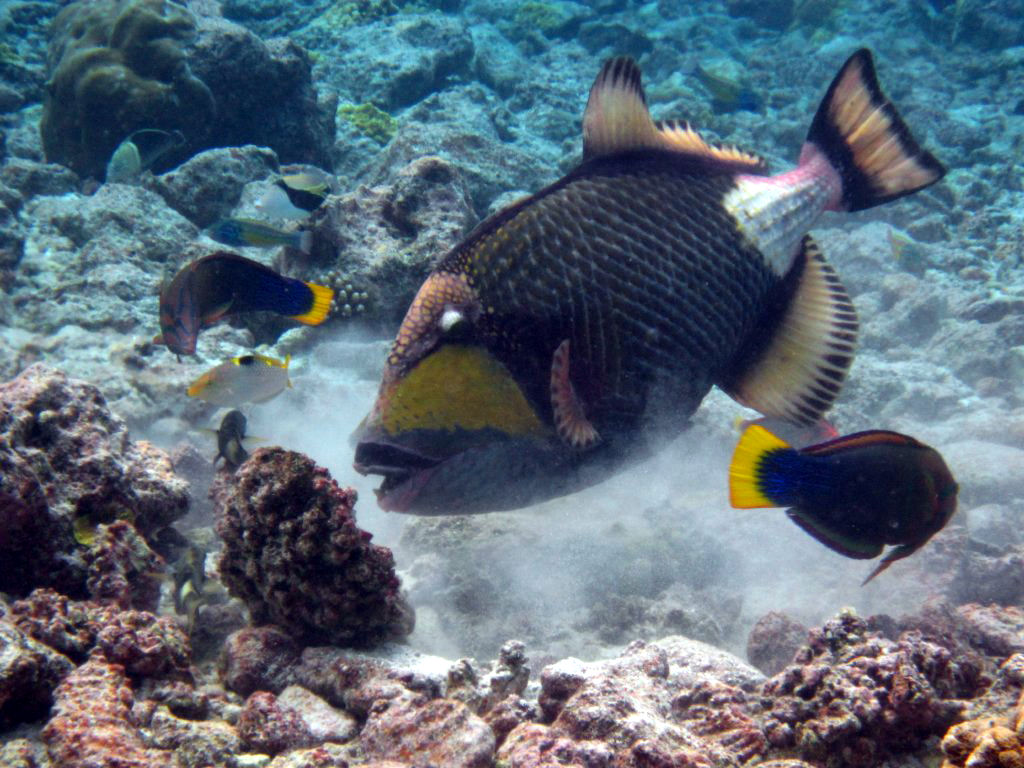 Titan Triggerfish and Yellowtail Coris