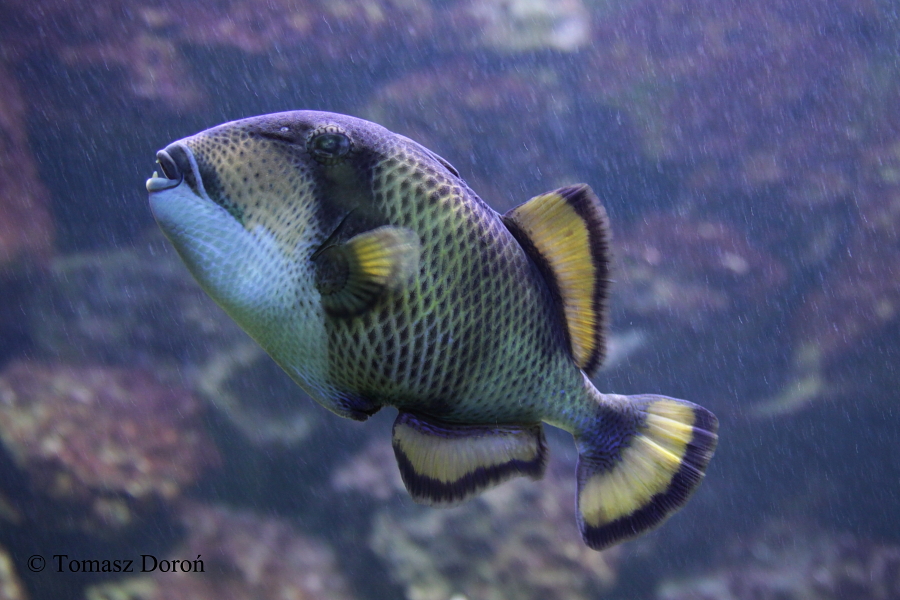 Titan Triggerfish (Balistoides viridecens).