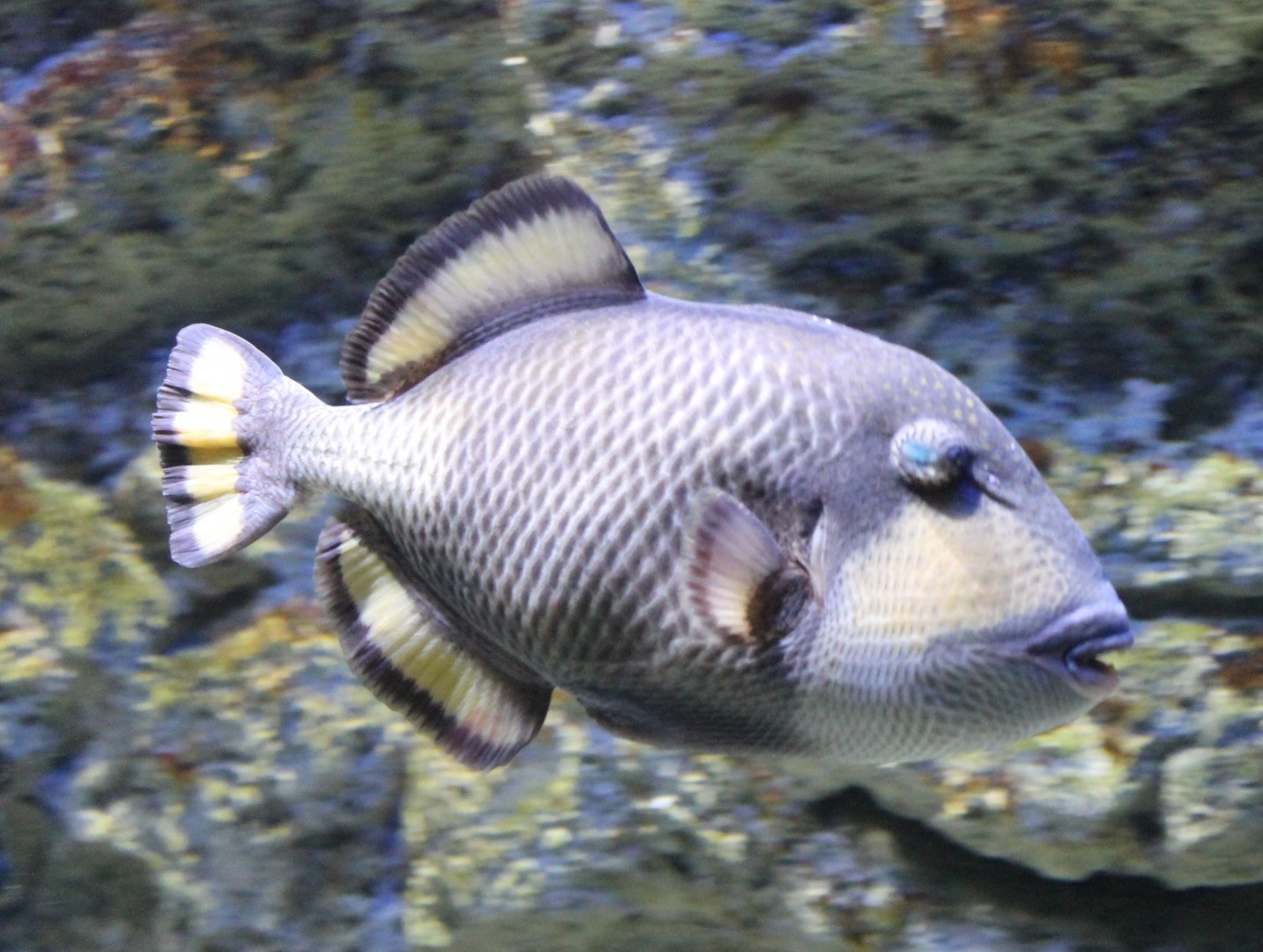 Titan triggerfish (Balistoides viridescens)