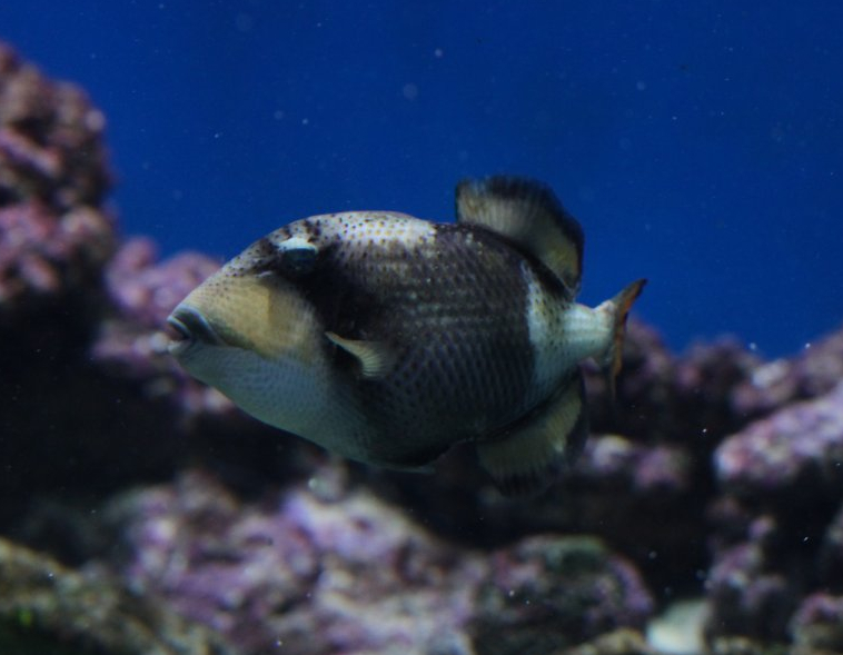 Titan triggerfish (Balistoides viridescens)