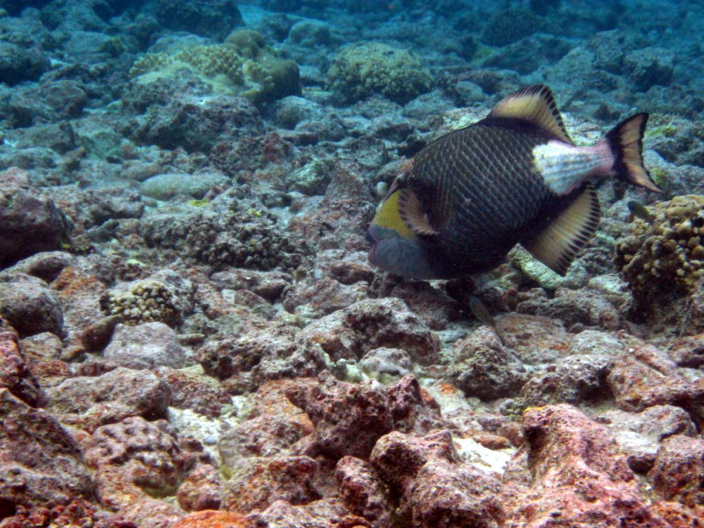 Titan Triggerfish choosing a rock to rip up