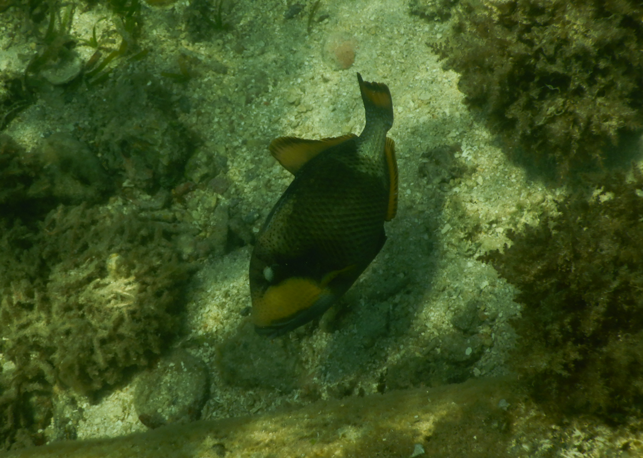 Titan Triggerfish juvenile (Balistoides viridescens) - Green Island