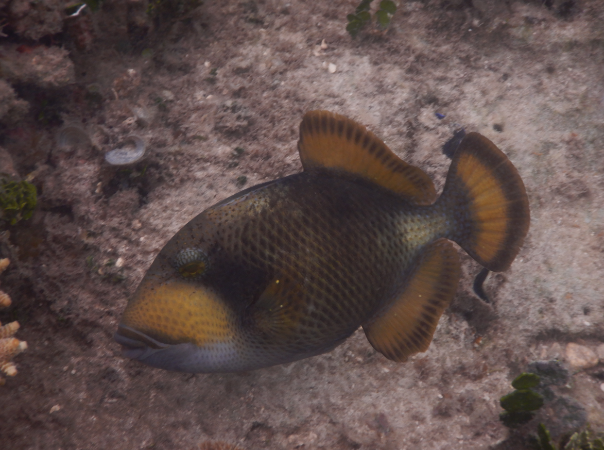 Titan Triggerfish juvenile (Balistoides viridescens)