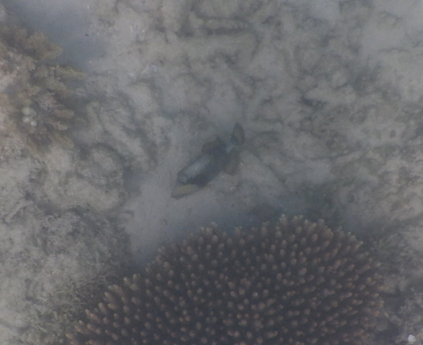 Titan Triggerfish Juvenile