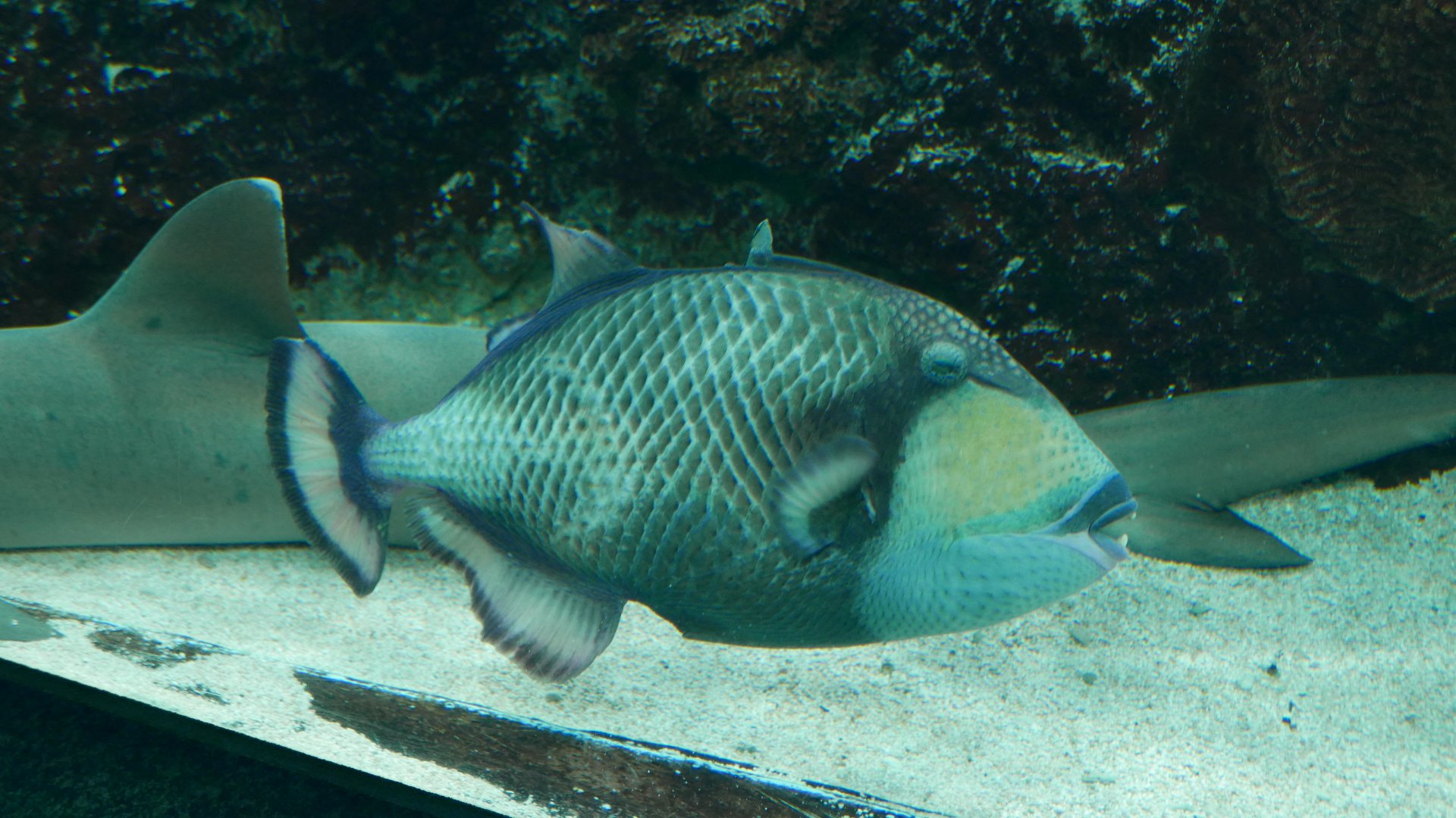 Titan Triggerfish