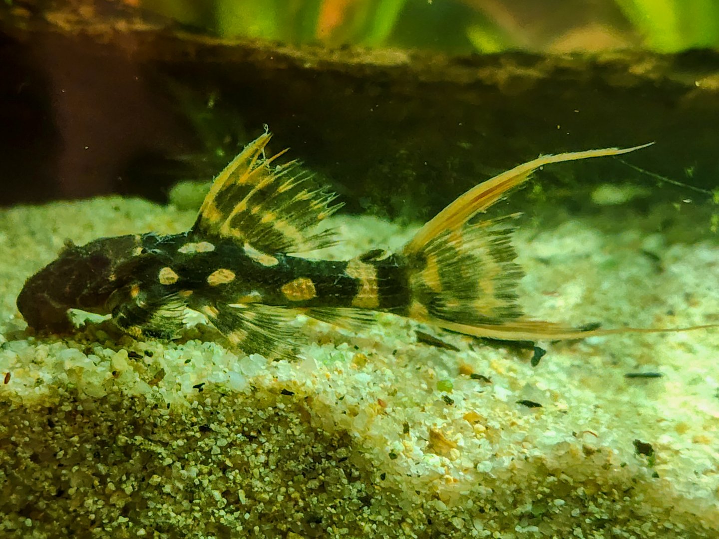 Titanic Pleco (Pseudacanthicus sp. L273)