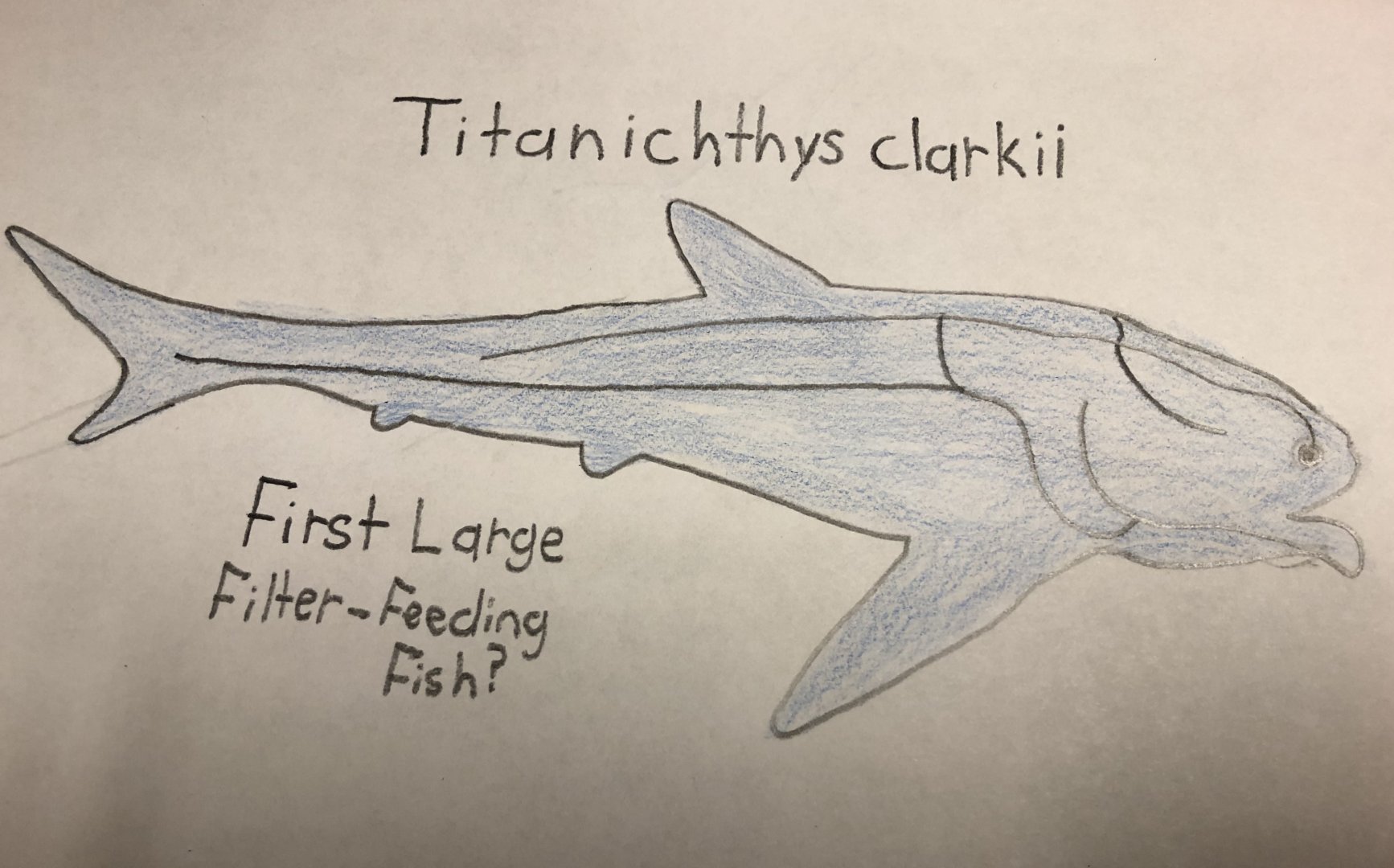 Titanichthys clarkii