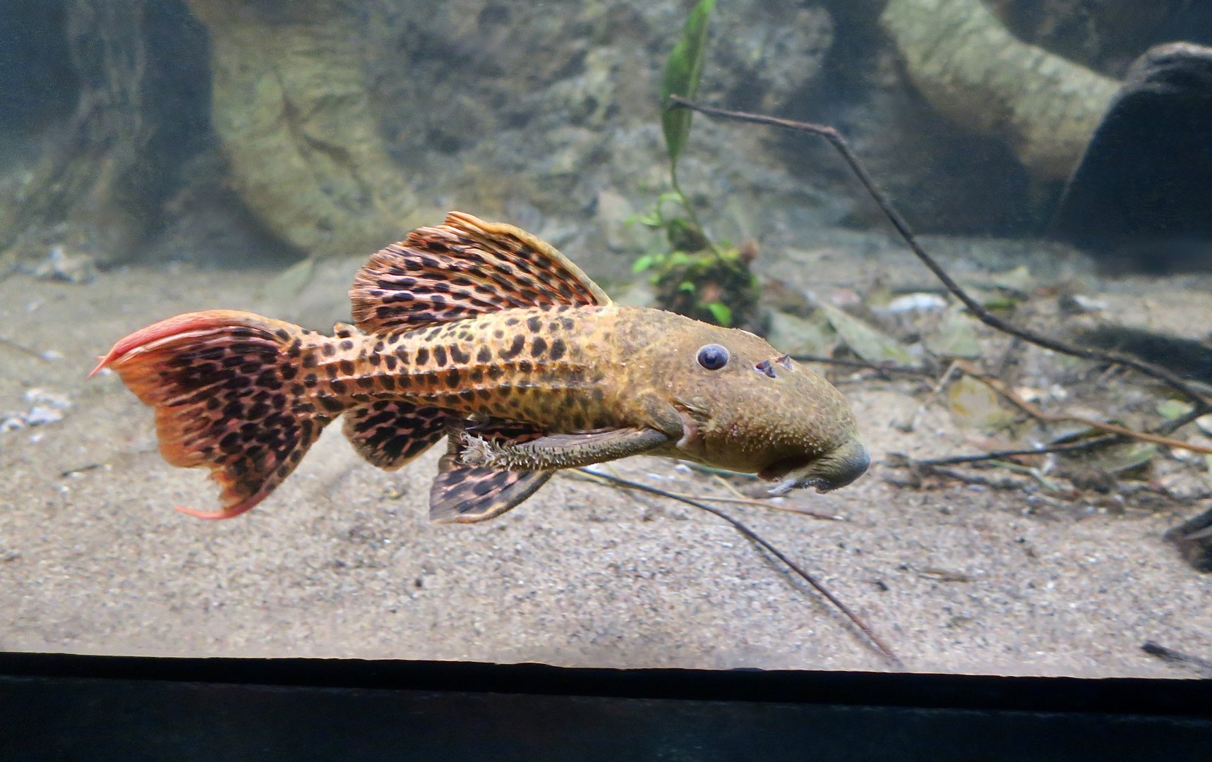 Titanicus Pleco (Pseudacanthicus sp. L273)