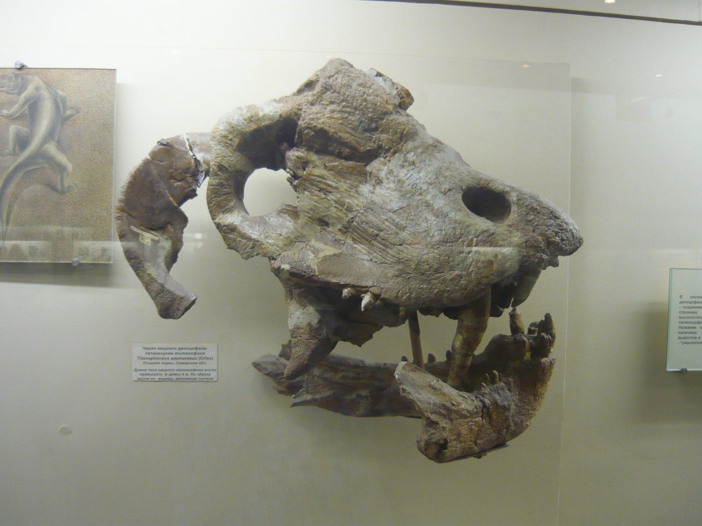 Titanophoneus adamanteus skull