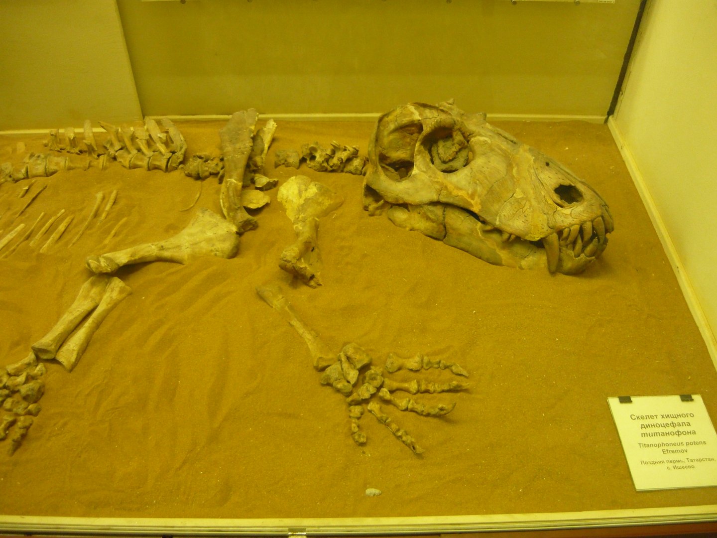 Titanophoneus potens skeleton