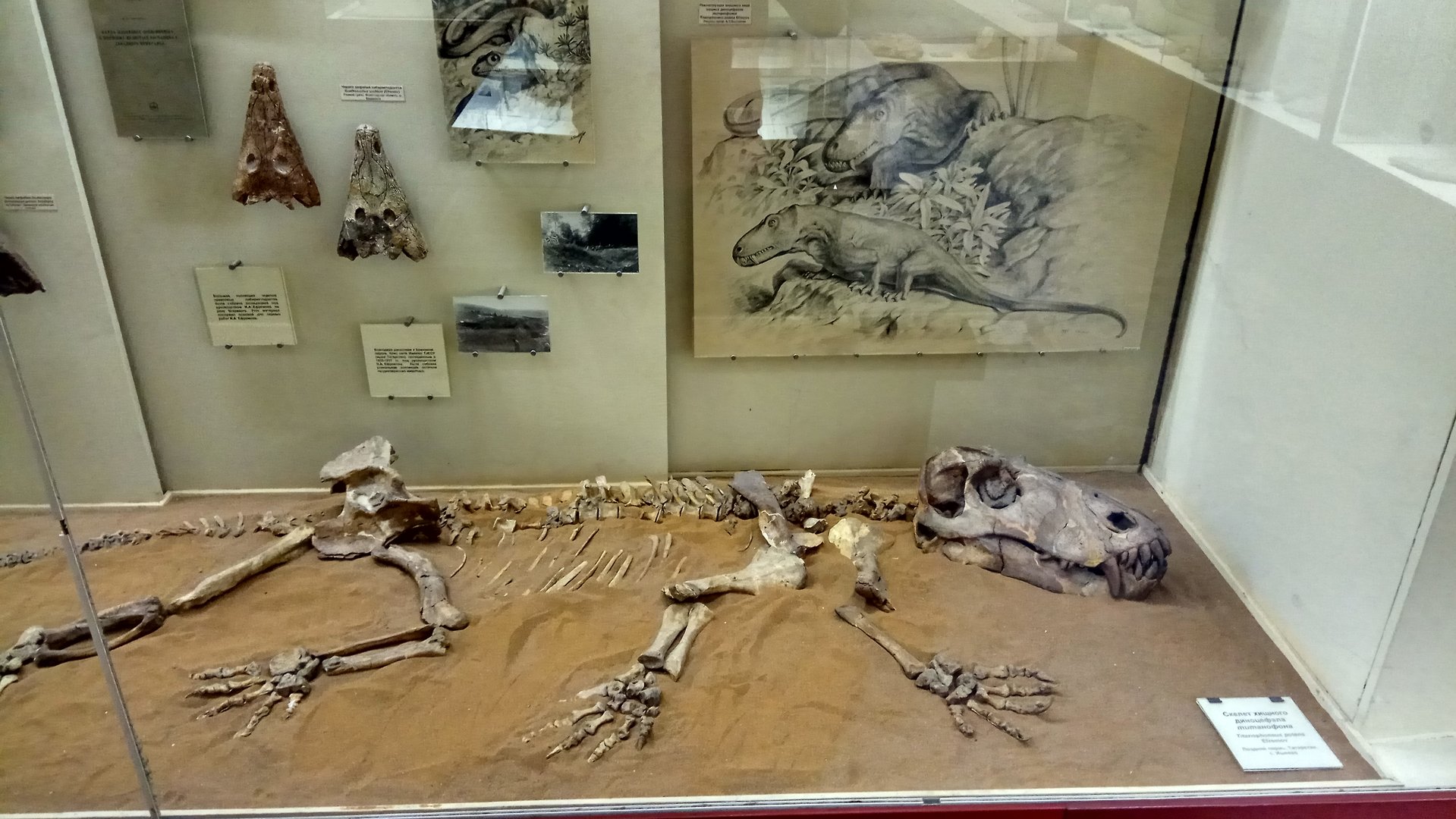 Titanophoneus potens skeleton