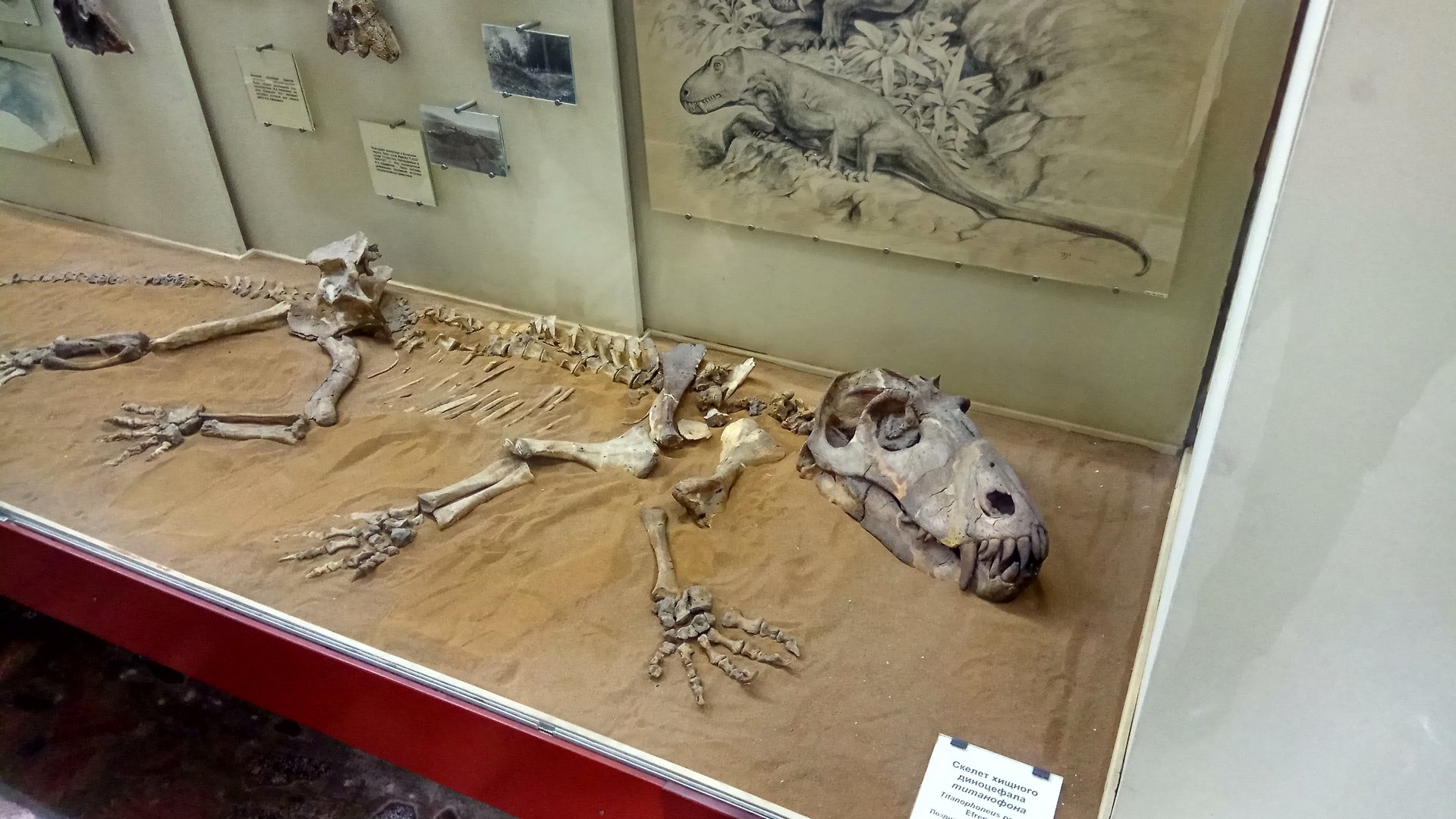 Titanophoneus potens skeleton