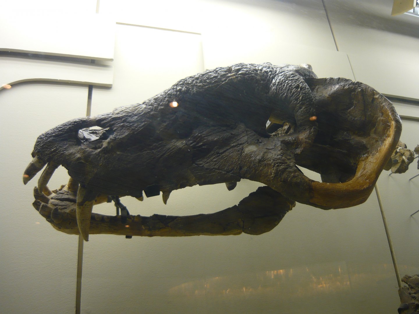 Titanophoneus potens skull