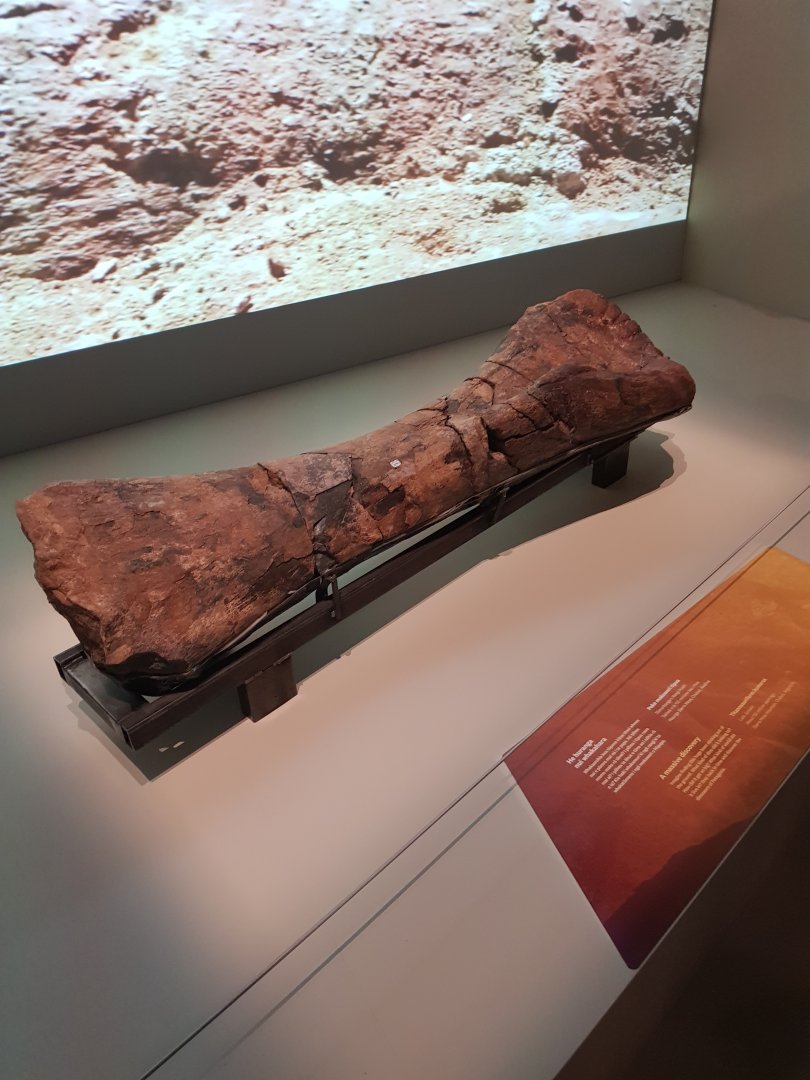 Titanosauriform humerus- Ngā Taniwha o Rūpapa | Dinosaurs of Patagonia, Te Papa