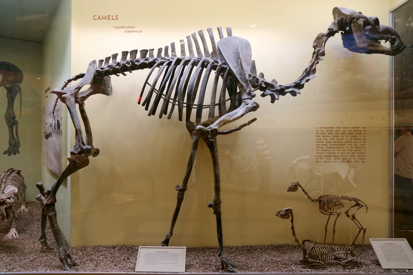 Titanotylopus and Stenomylus