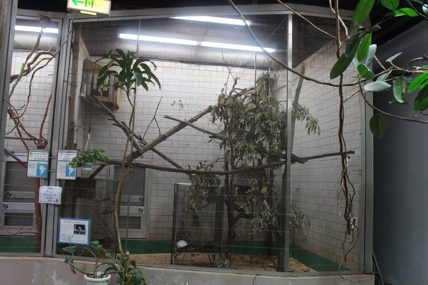 Titi exhibit (smaller cage for red-handed tamarin)
