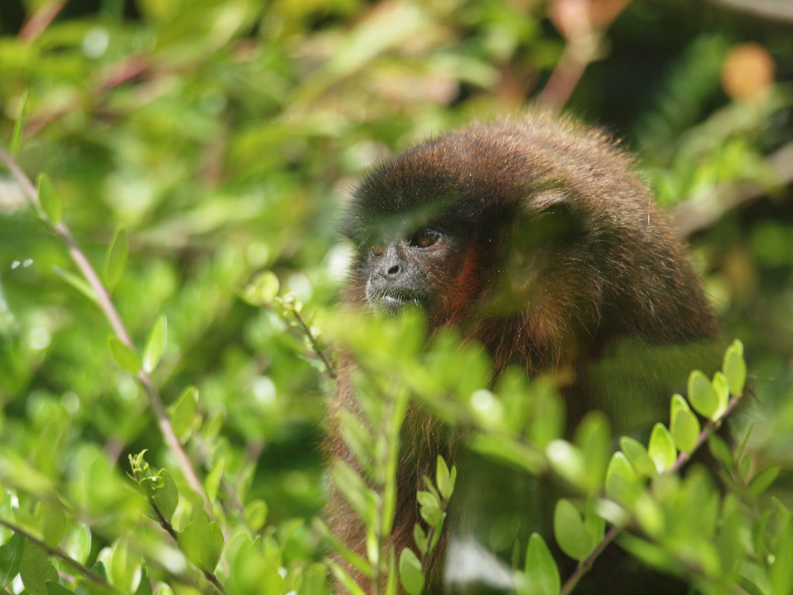 titi monkey