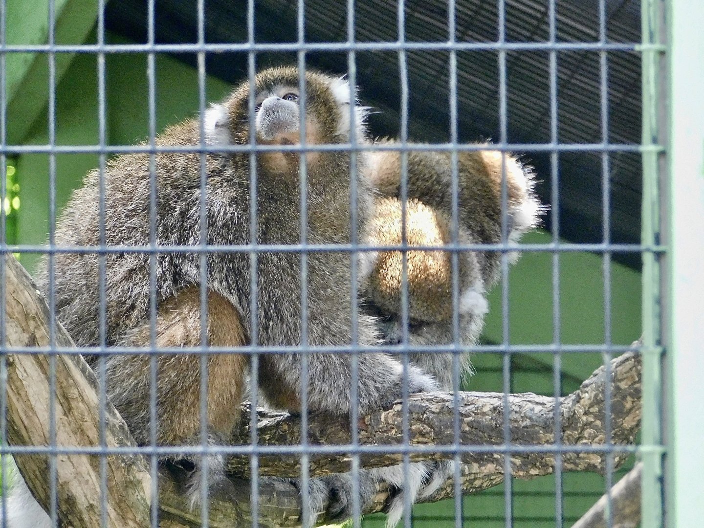 Titi Monkey