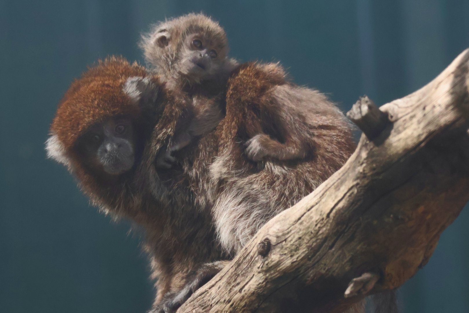 Titi Monkey