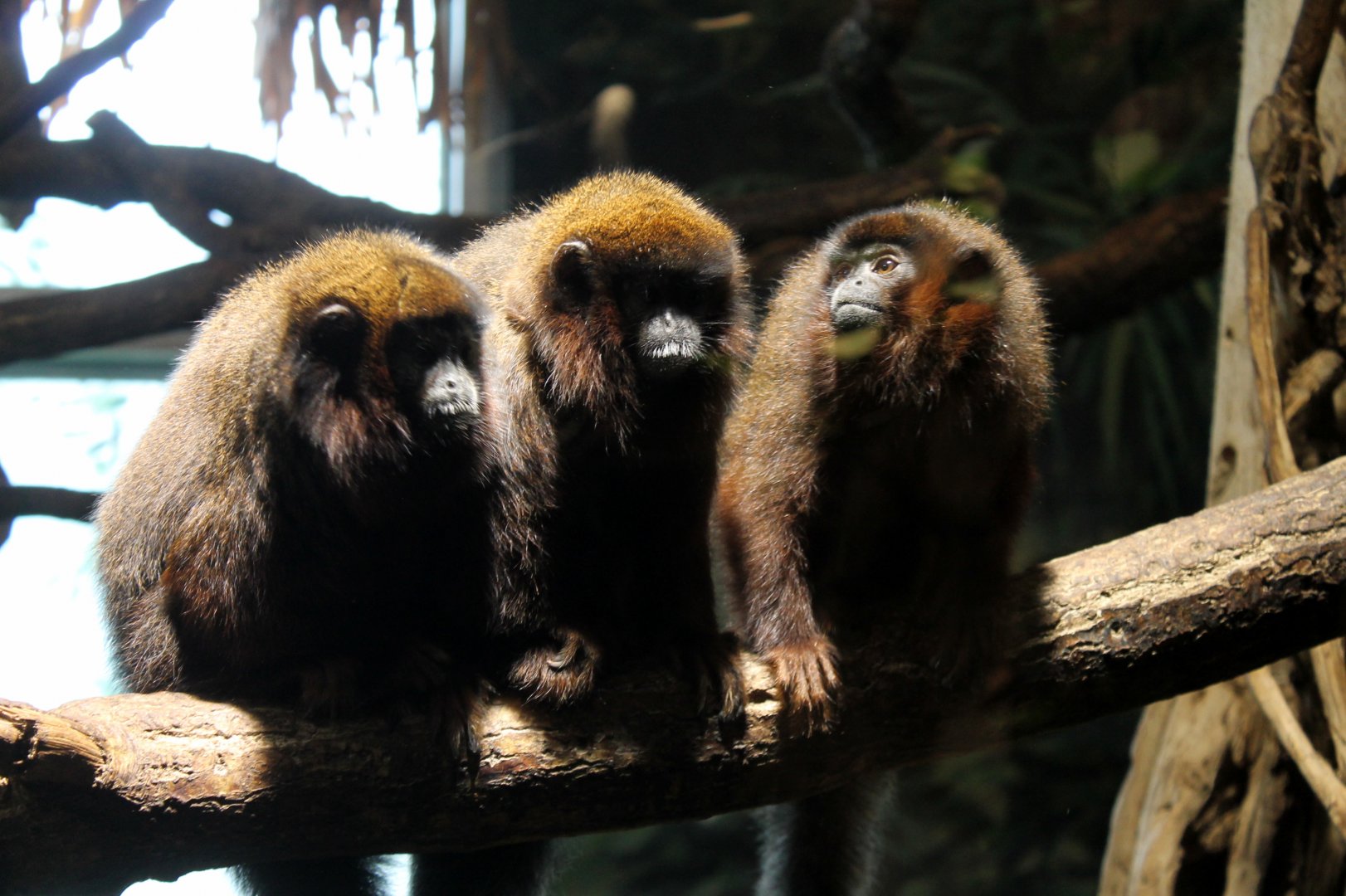 Titi Monkeys