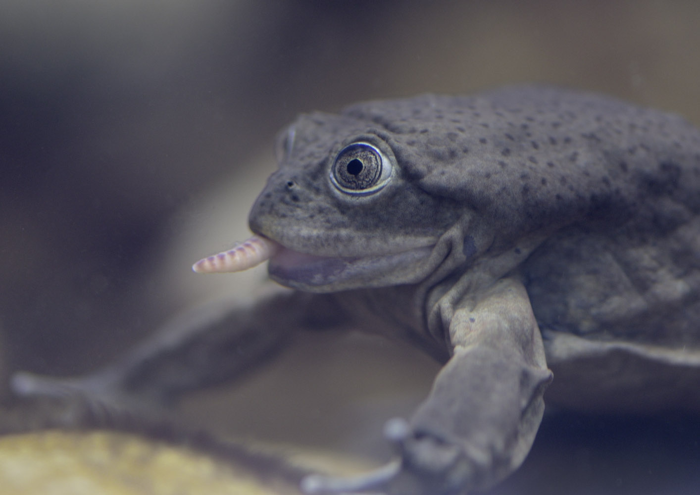 Titicaca frog feeding
