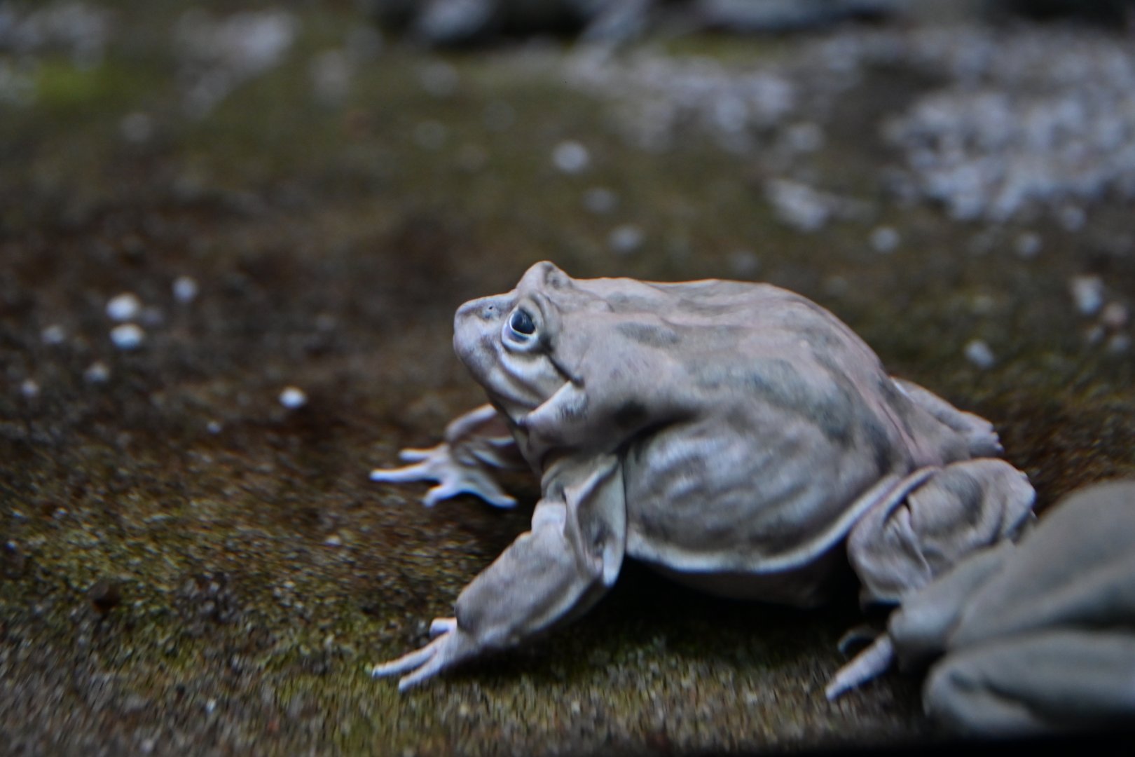 Titicaca frog Telmatobius culeus
