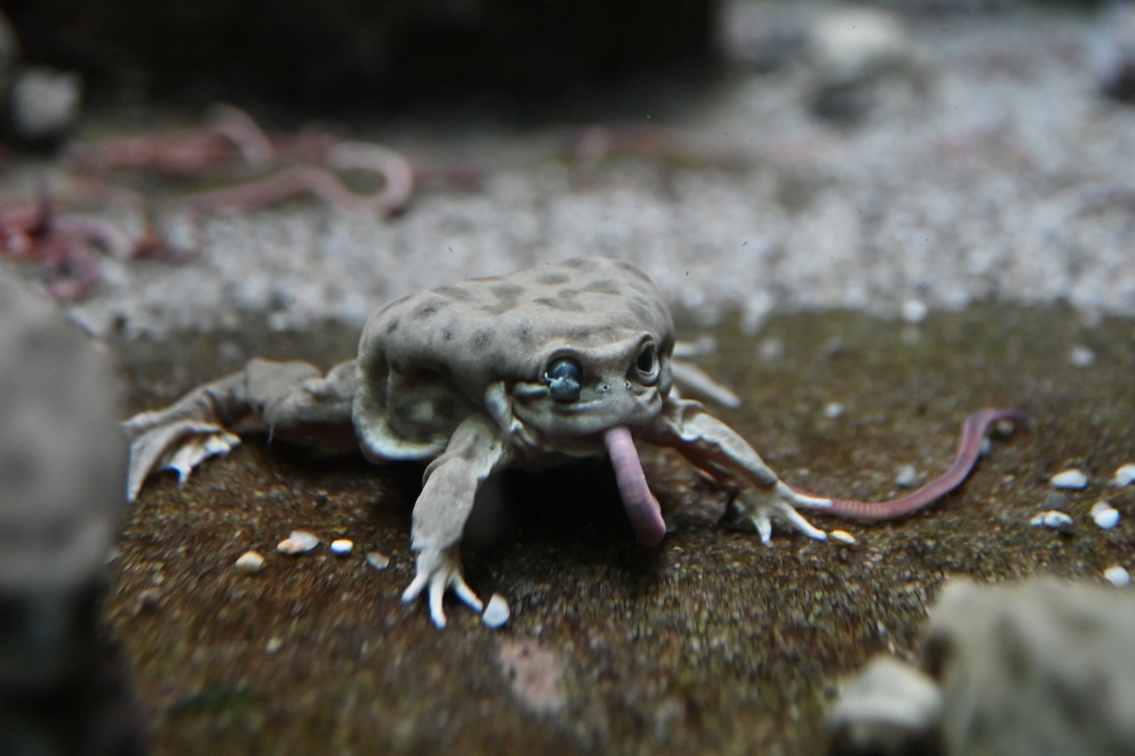 Titicaca frog Telmatobius culeus