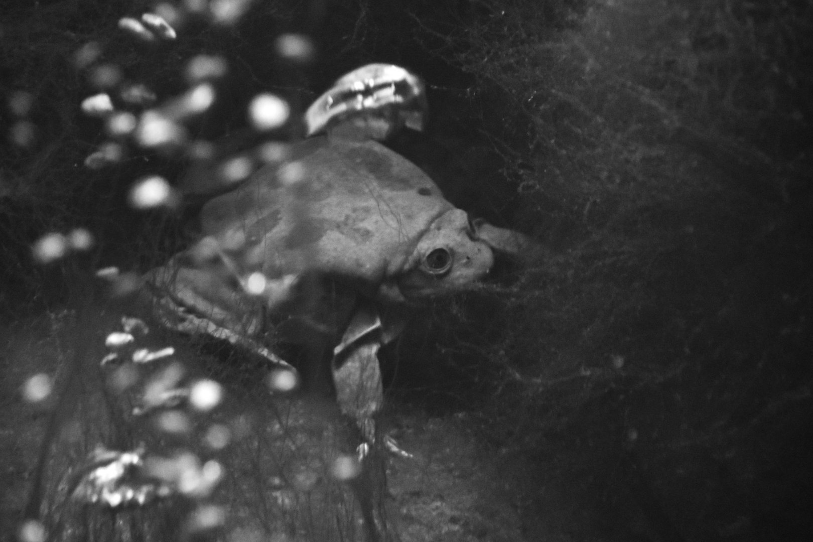 Titicaca water frog and bubbles, Telmatobius culeus
