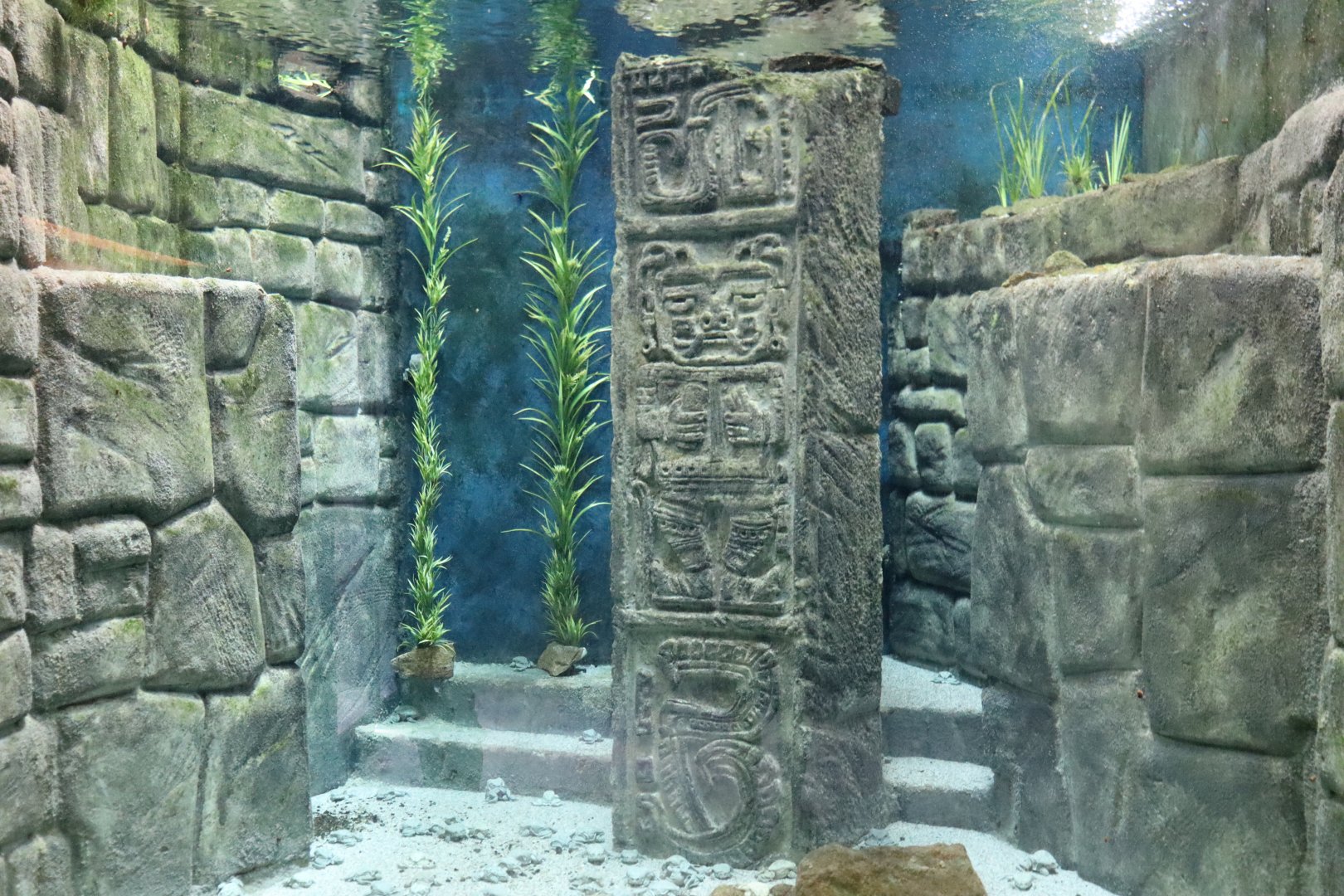 Titicaca water frog aquarium