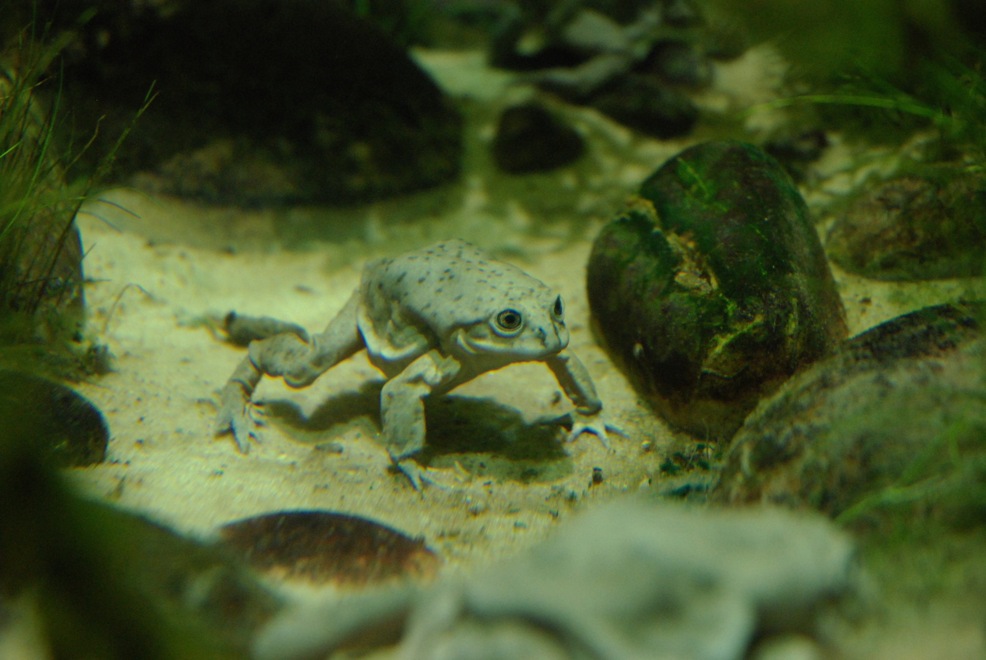Titicaca Water Frog at Chester, 26th November 2021