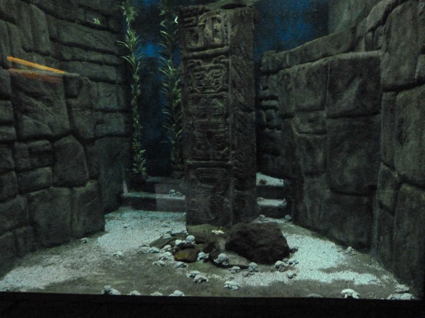 Titicaca water frog exhibit -Zoo Praha (2025)