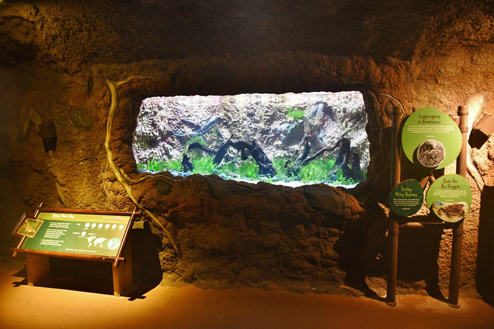 Titicaca Water Frog exhibit