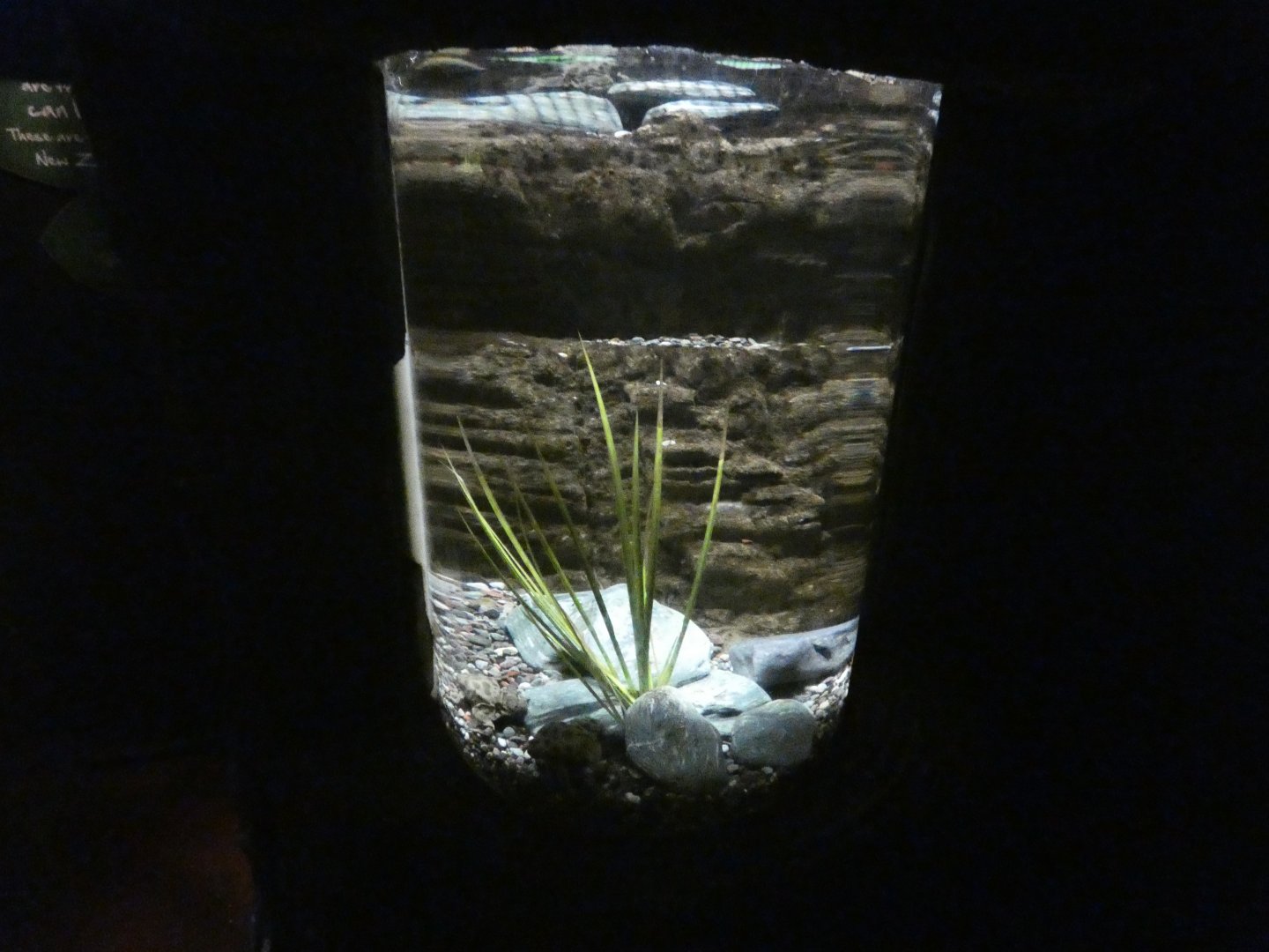 Titicaca water frog exhibit