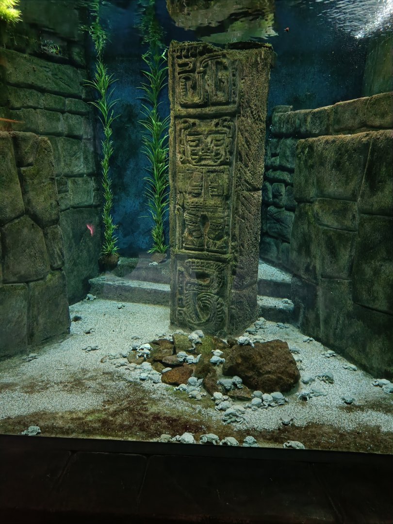 Titicaca Water Frog pool - Terrarium