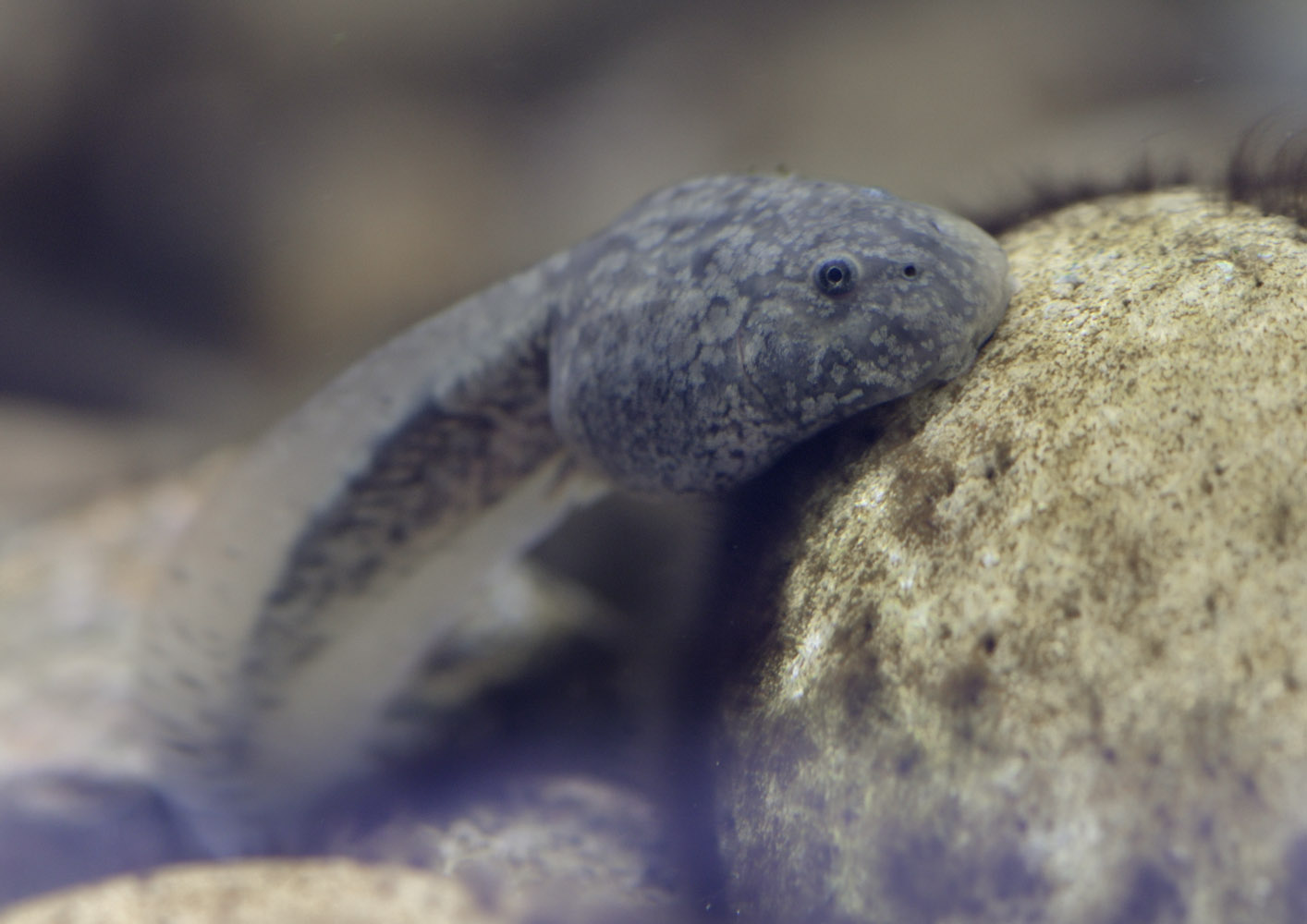 Titicaca water frog tadpole