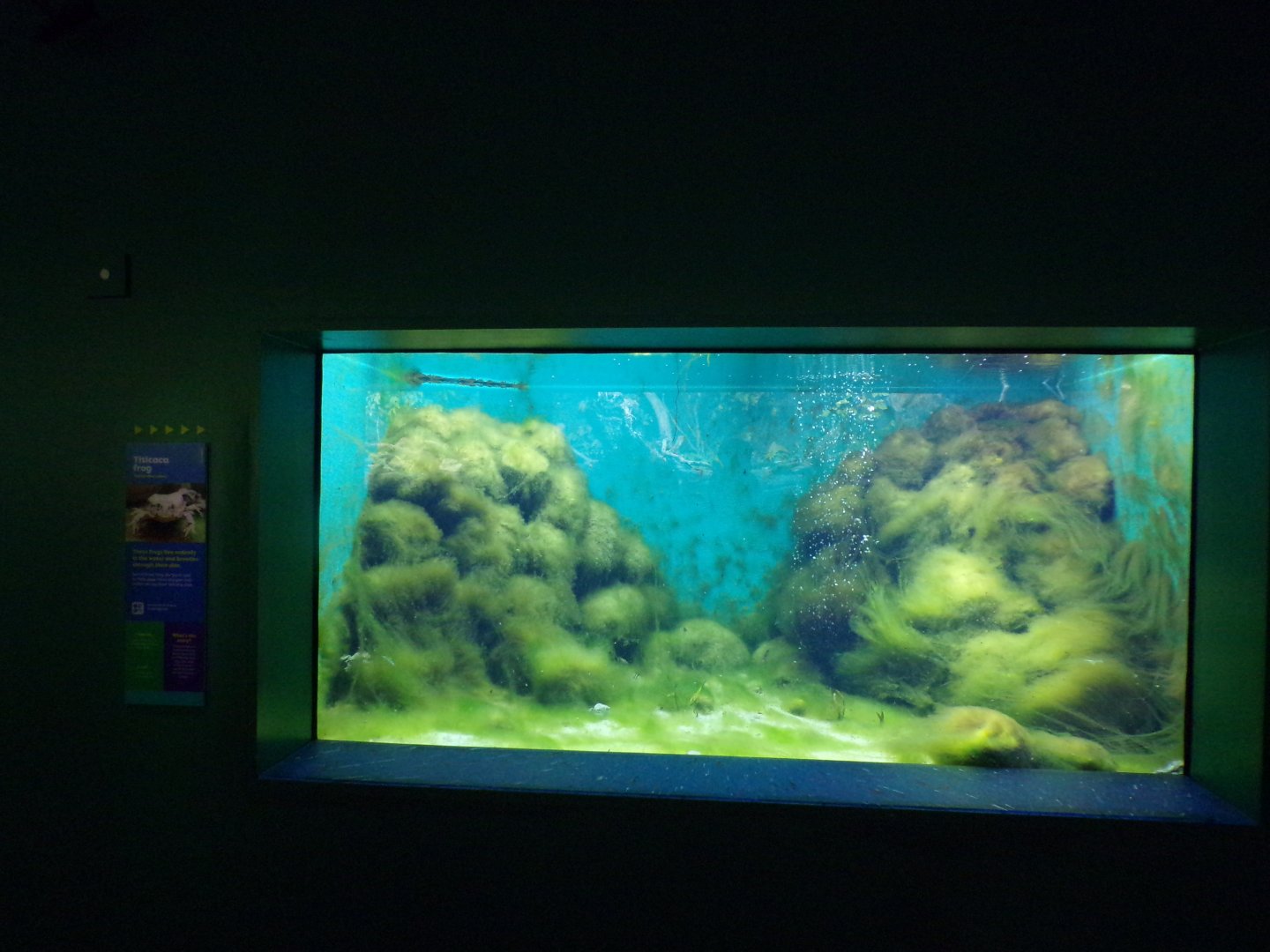 Titicaca water frog tank 11.2.25