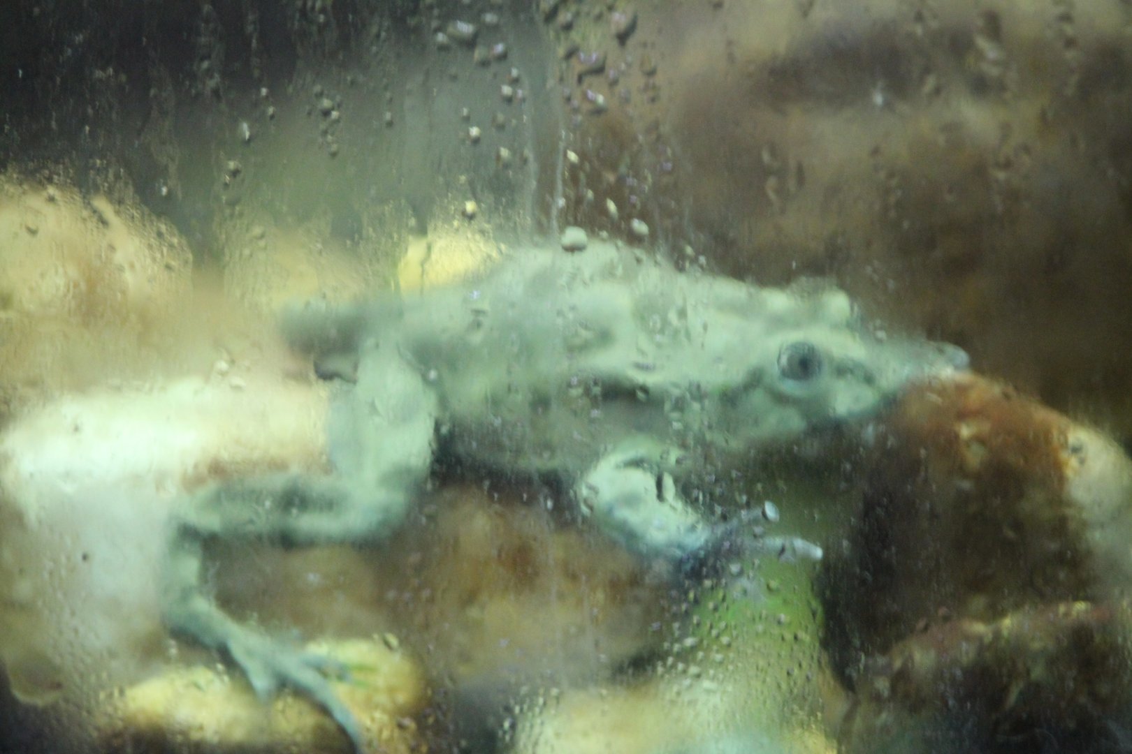 Titicaca water frog (Telmatobius culeus)