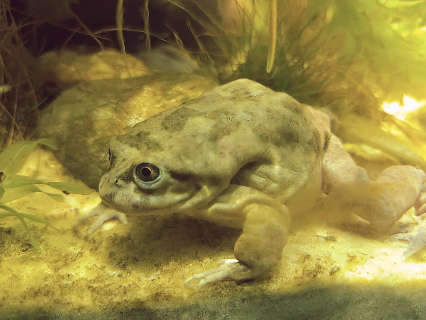 Titicaca water frog (Telmatobius culeus)