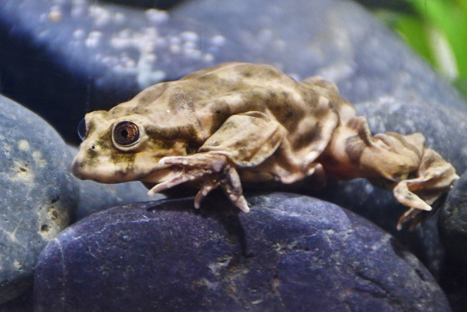 Titicaca Water Frog (Telmatobius culeus)