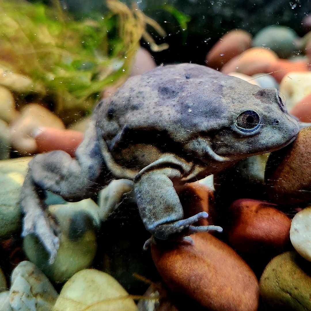 Titicaca Water Frog (Telmatobius culeus)