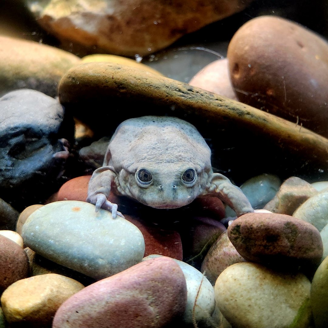 Titicaca Water Frog (Telmatobius culeus)
