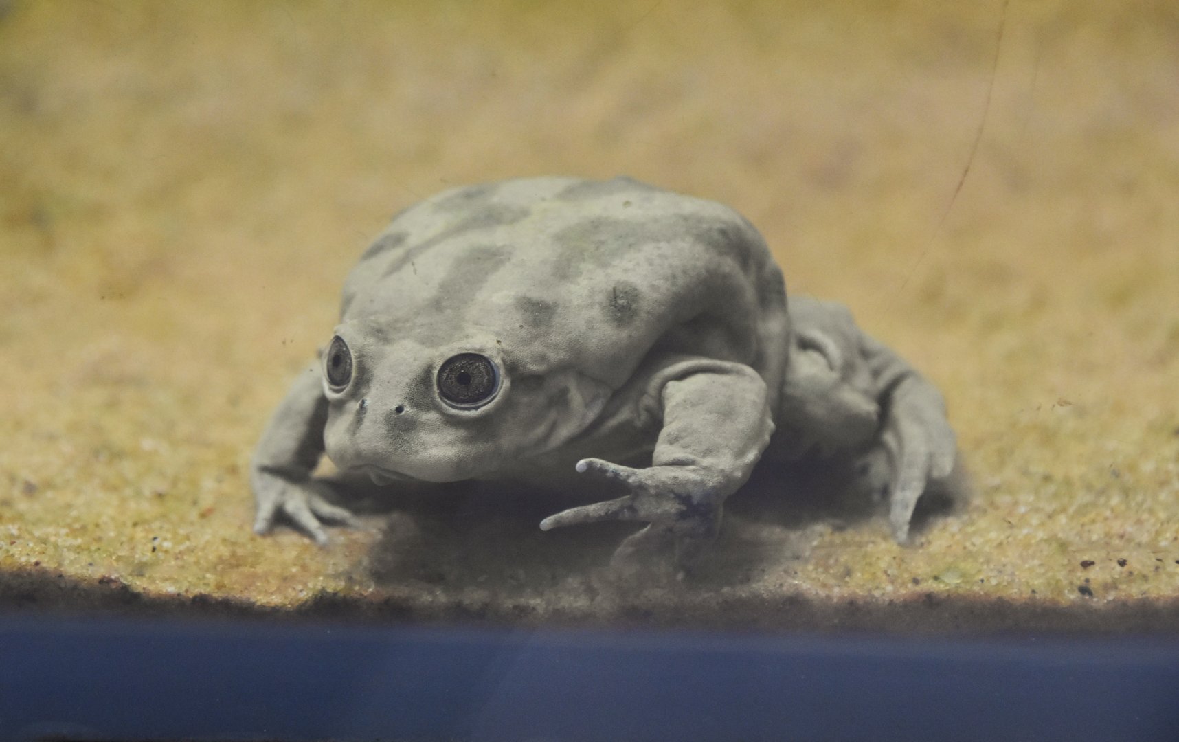 Titicaca water frog, Telmatobius culeus