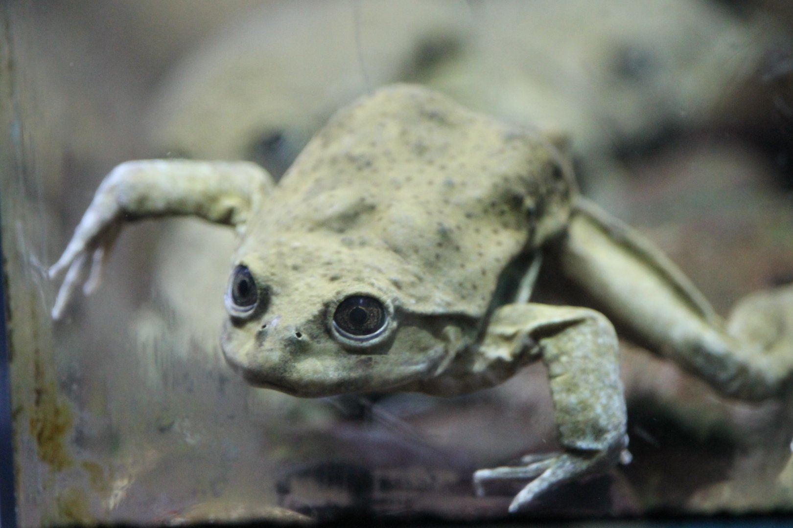 Titicaca water frog (Telmatobius culeus)