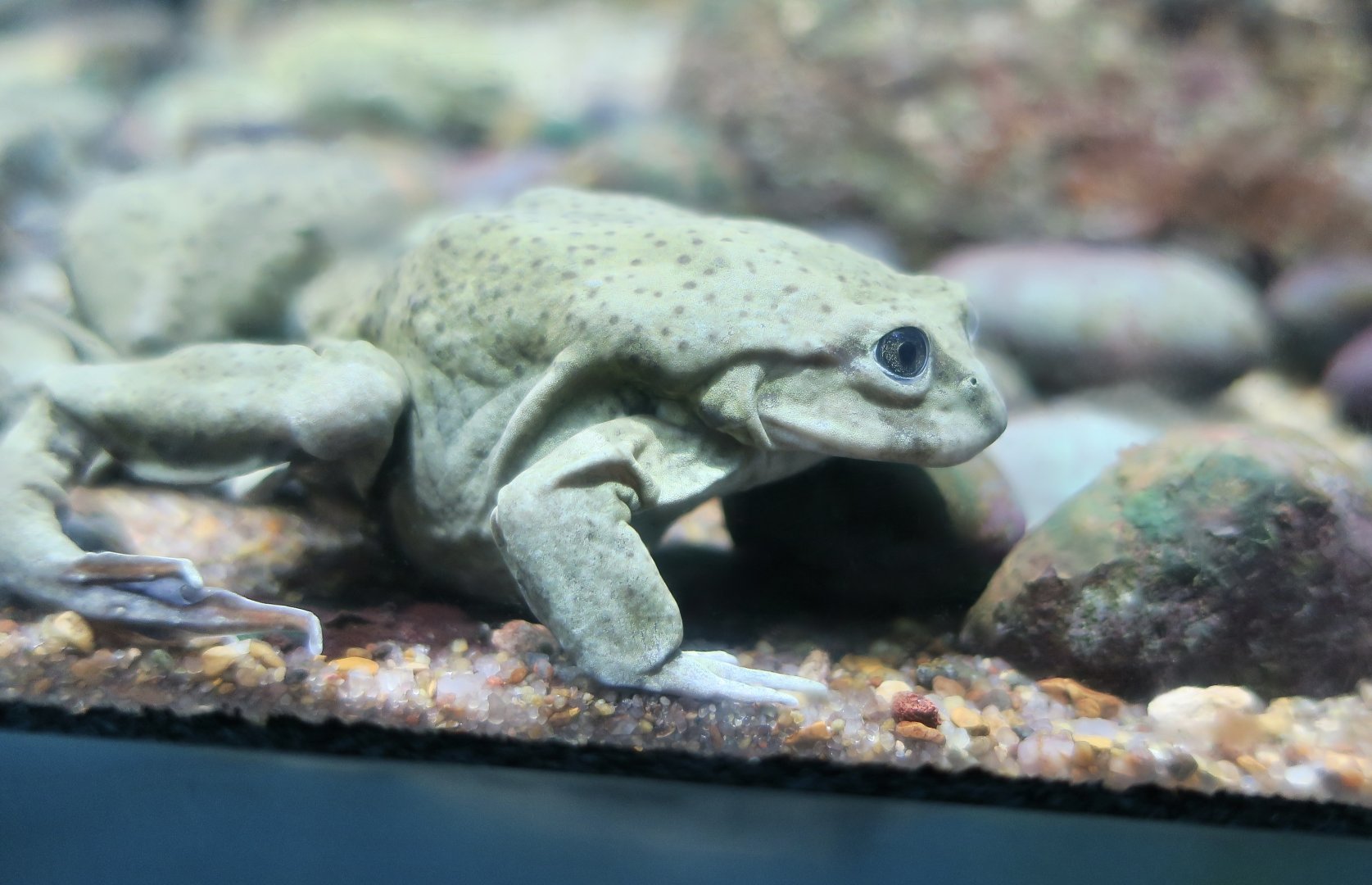 Titicaca Water Frog (	Telmatobius culeus)