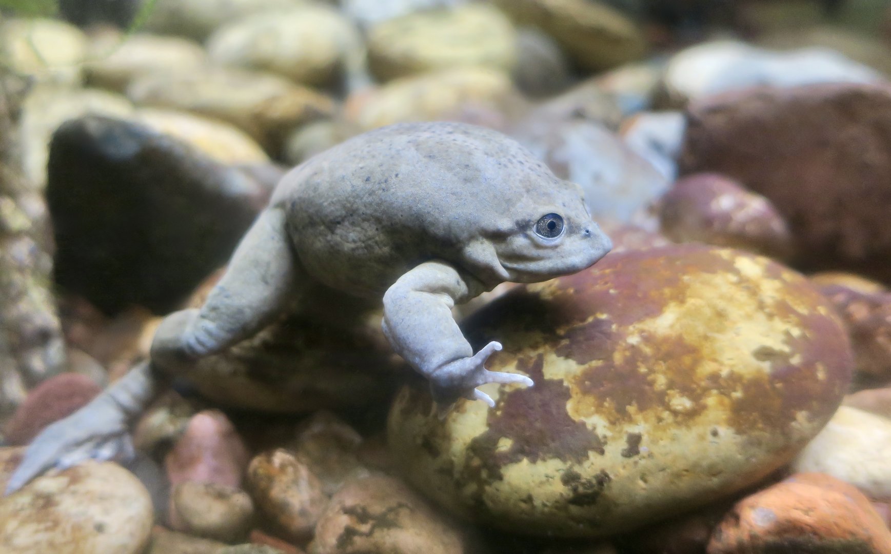 Titicaca Water Frog (Telmatobius culeus)